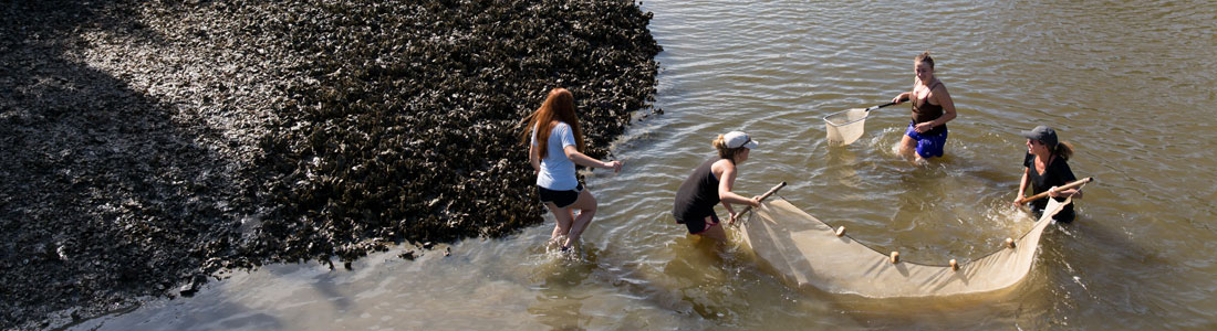Women in tidal creek with net