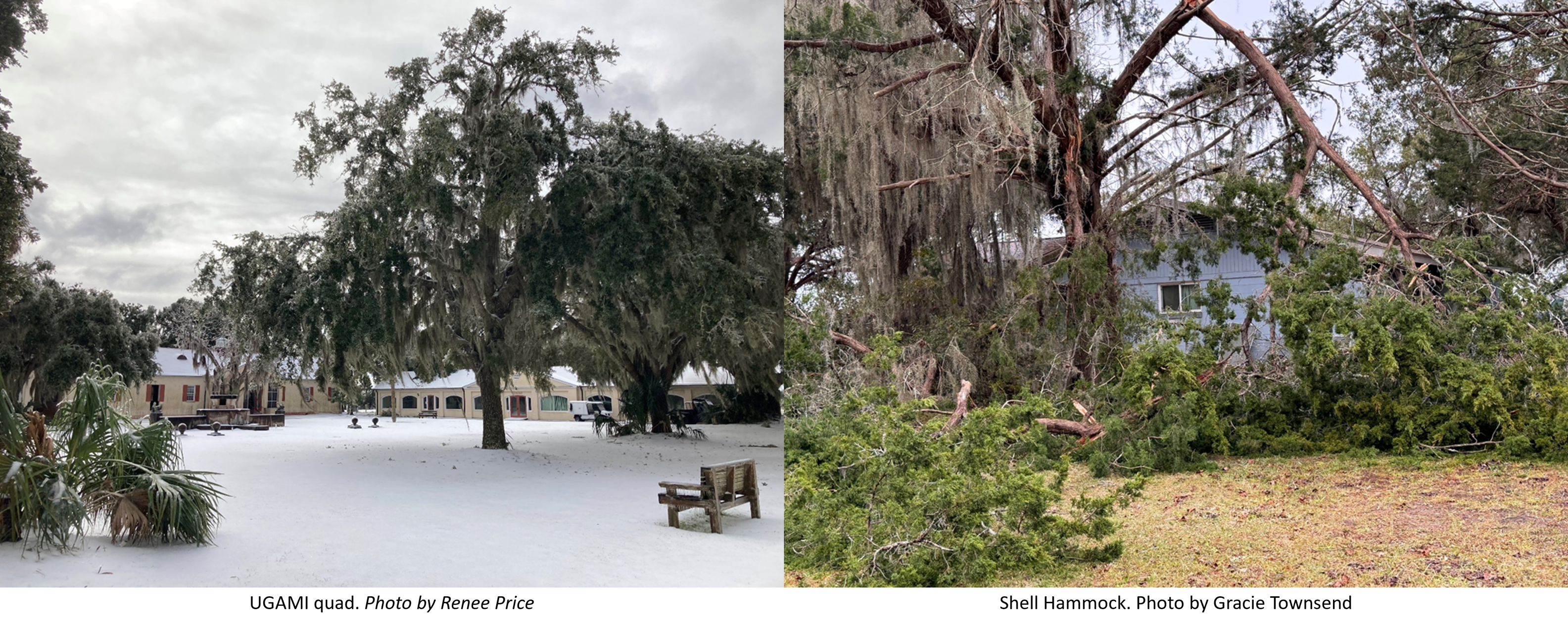 Two photos; on the left, UGAMI courtyard covered in a soft blanket of snow, taken by Renee Price. On the right, a tree with broken limbs in front of a house, taken by Gracie Townsend.