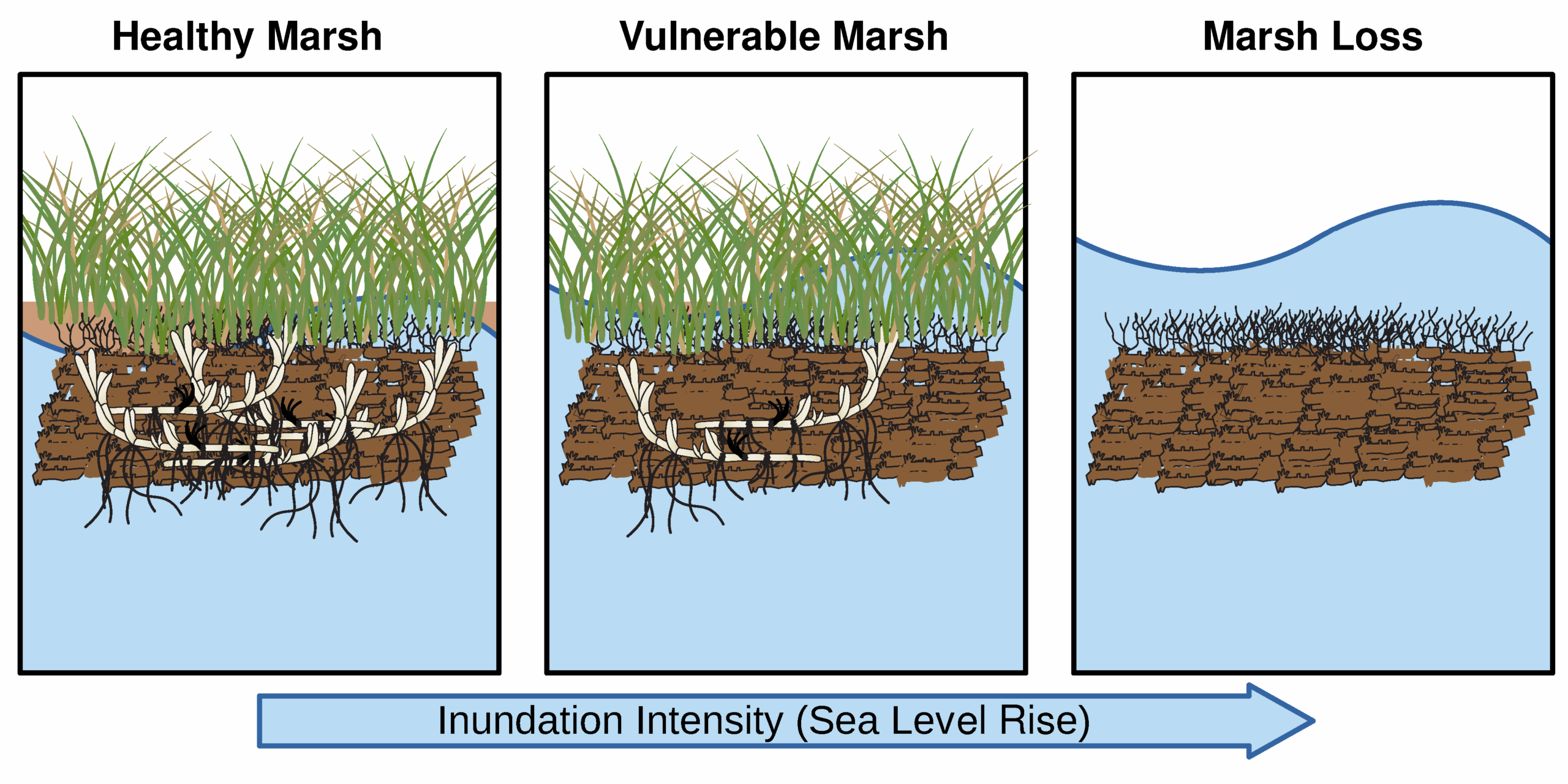 Triptych diagram showing how marsh loss is driven by sea level rise