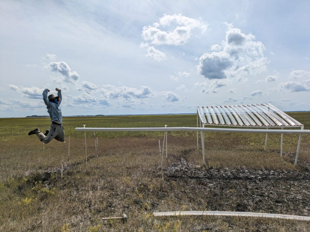 Graduate student jumping in front of a prototype for a precipitation manipulation experiment, a series of pvc and plastic sheeting comprising the large structure