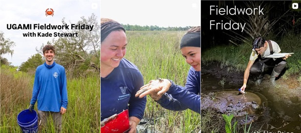 Picture1crop Three images showcase Fieldwork Friday in action as people conduct fieldwork in grassy wetlands: one holds a bucket, two examine a crab in their hands, and another kneels at the water’s edge collecting a sample.
